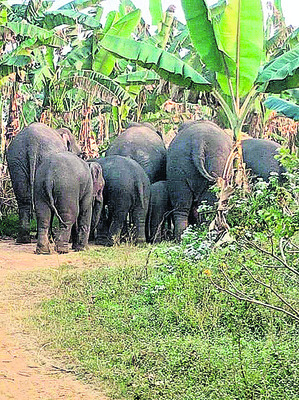 నలుగురు విద్యార్థులకు పచ్చకామెర్లు 1