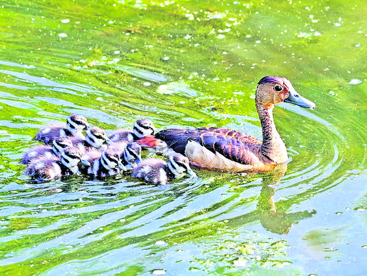 రామసక్కని నేలకు రామ్సర్‌1