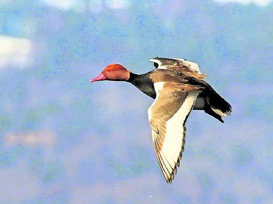 రామసక్కని నేలకు రామ్సర్‌2