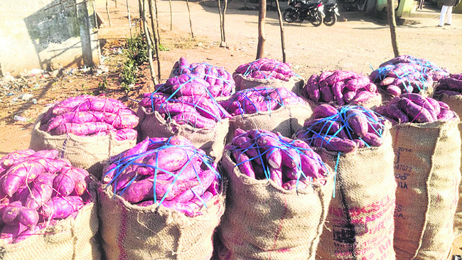 దుంప తీపి..ధర చేదు 1