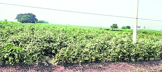 నేడు జిల్లా ఇన్‌చార్జి మంత్రి బాపట్లకు రాక 1