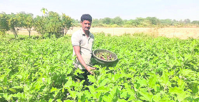 లాభాల సాగు1