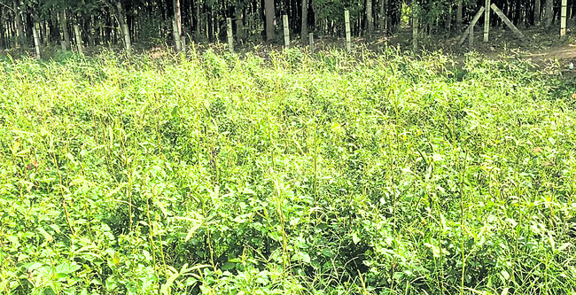 లాభాల సాగు2