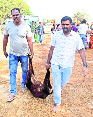 వనదేవతలకు భక్తుల మొక్కులు2