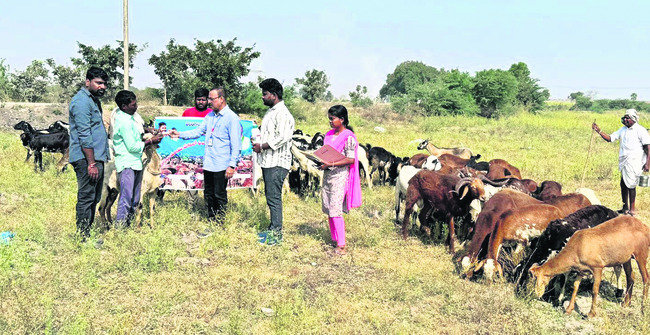జీవాల్లో నట్టల  నివారణ ముఖ్యం 
1