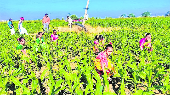 చిట్టిపొట్టి రైతులు..
1