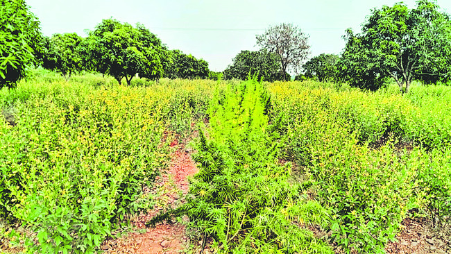 మామిడి తోటలో గంజాయి మొక్కలు 1