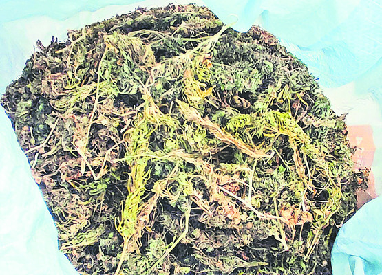 మామిడి తోటలో గంజాయి మొక్కలు 2