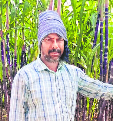 చేదెక్కిన నల్ల చెరకు 2