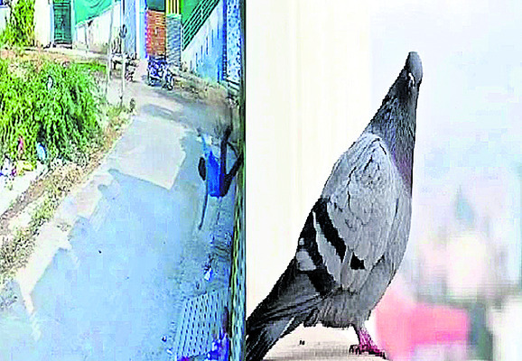 పావురాన్ని పట్టుకోబోయి బాలుడికి తీవ్ర గాయాలు1