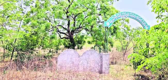 నిర్వహణలేని ‘వనాలు’1