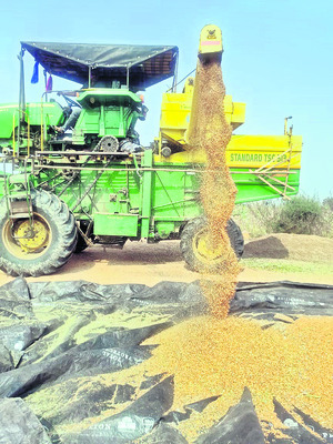 ‘కంది’పోయిన రైతు 1