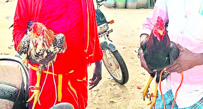 నరసింహపురంలో  కోడి పందేల జోరు
1