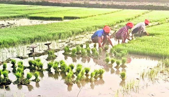 కొరత తీరుస్తున్న 1