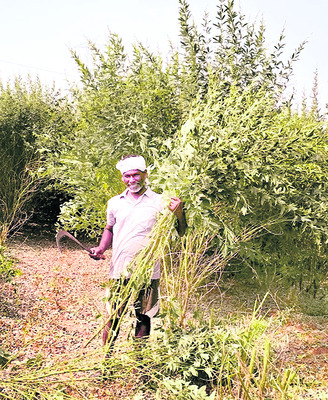 నకిలీ విత్తు నట్టేట ముంచింది! 1