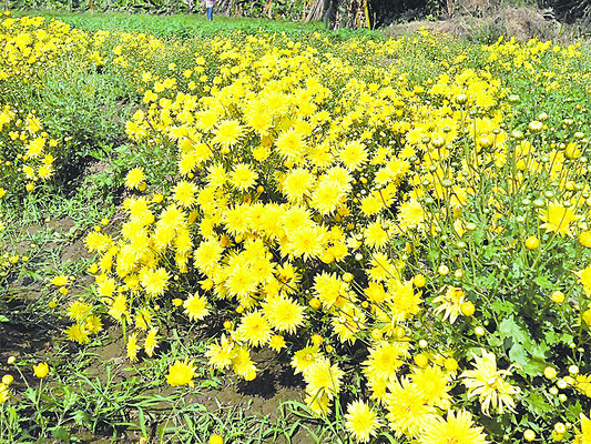 విరి విలాపం4