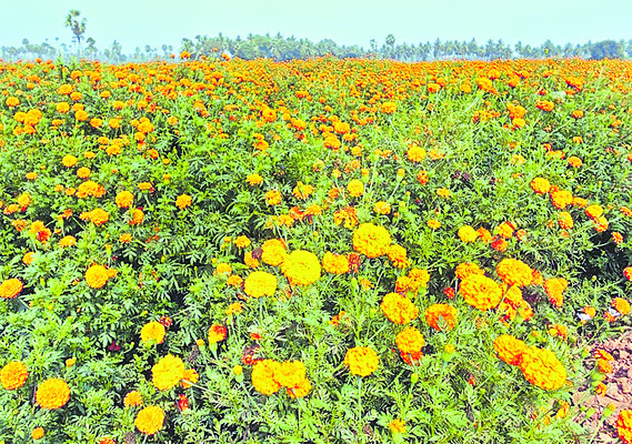 విరి విలాపం1