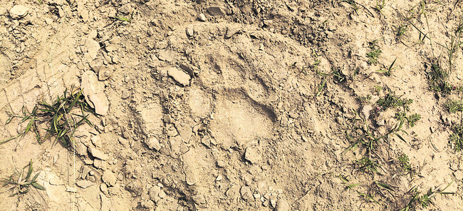 దుర్గంలో పెద్ద పులి సంచారం 1