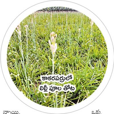 విరి విలాపం3