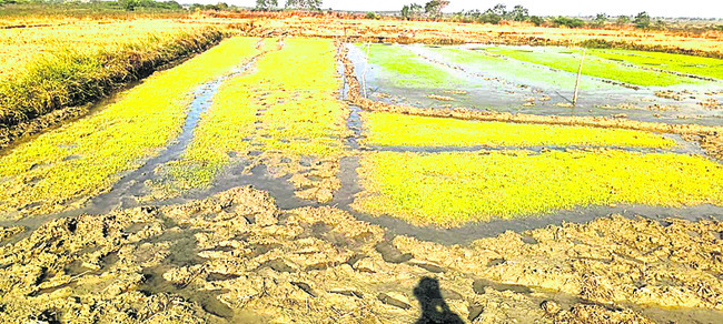 నారుపై చలిపంజా1