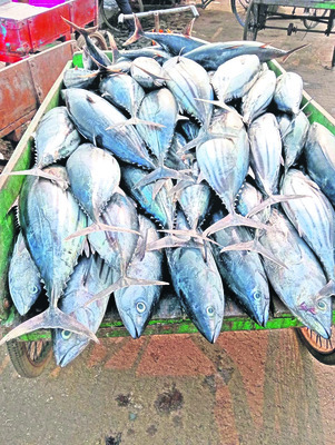 సిరుల ట్యూనా.. దళారులకేనా?1