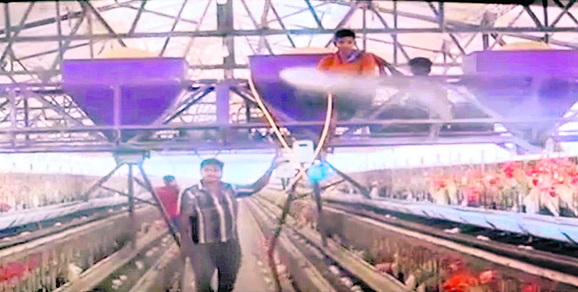 బర్డ్‌ ఫ్లూ భయం!1