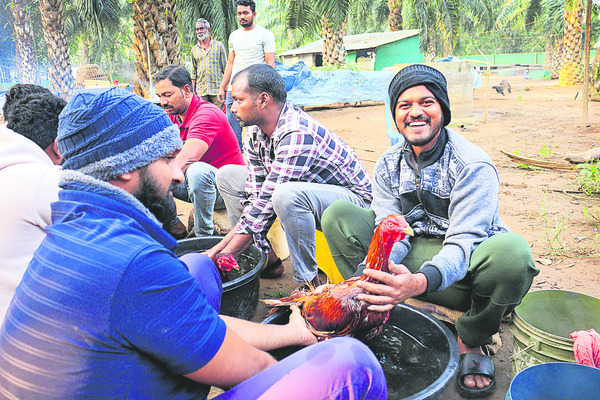 కోఢీ.. రెడీ!1