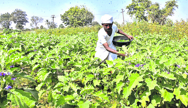 కూరగాయల సాగులో..2