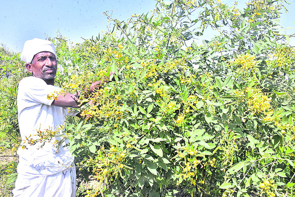 కూరగాయల సాగులో..1