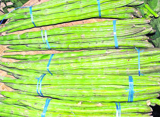 మునగ సాగు.. లాభాలు బాగు 1