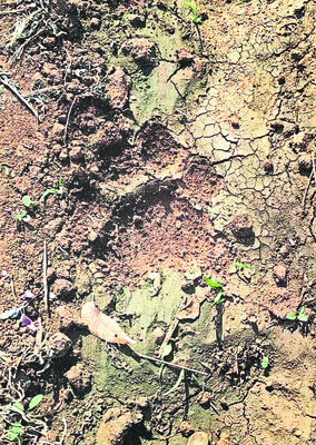 పులి సంచారం 1