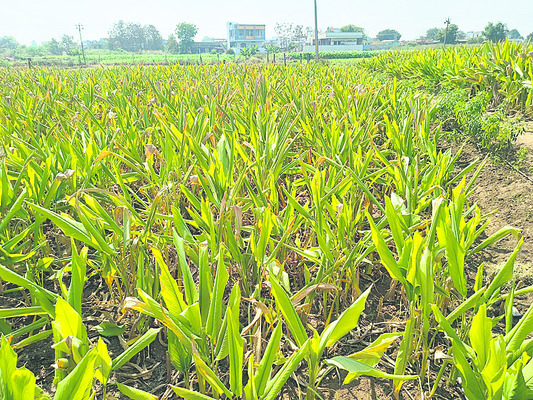 పచ్చ బంగారం.. దిగుబడి భారం1