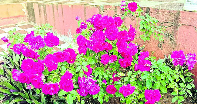 మెగా పశు వైద్య శిబిరం 3