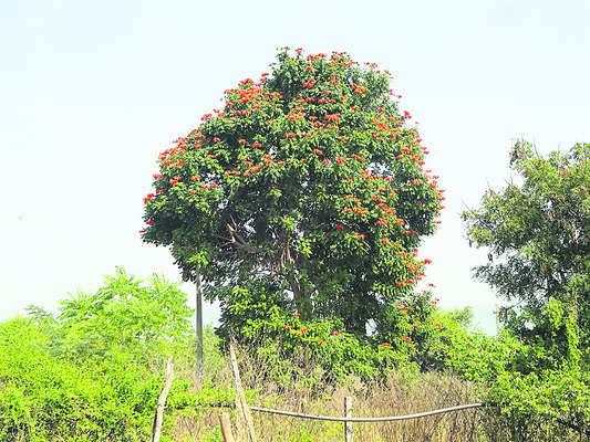 ప్రకృతి సోయగం1