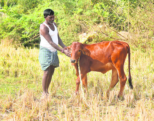 అమ్మను దొంగలెత్తుకెళ్లారమ్మా..1