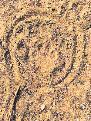 కలెక్టర్‌గా గరీమా అగ్రవాల్‌కు  అదనపు బాధ్యతలు2