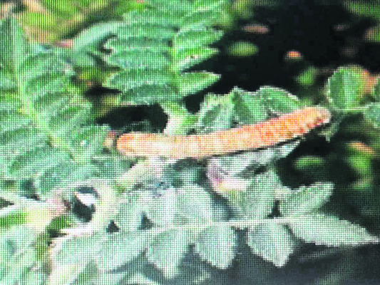 పప్పుశనగకు పచ్చపురుగు1