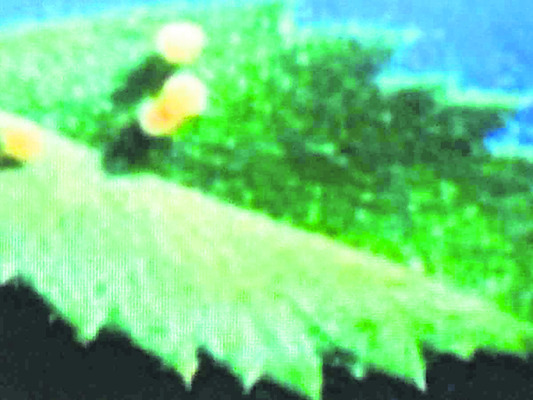 పప్పుశనగకు పచ్చపురుగు2