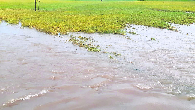 పత్తి ముంచింది1