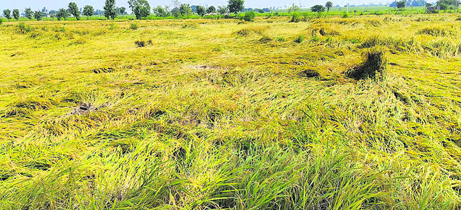 ఒడిదుడుకుల సాగు1
