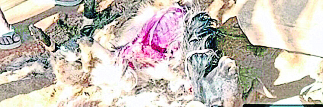 అరణ్యం నుంచి జనారణ్యంలోకి.. 1