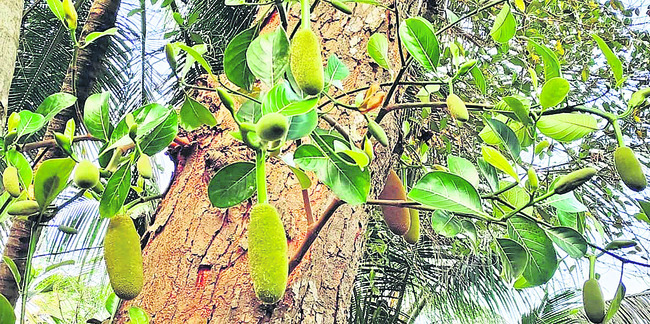 పనస రైతు ఆశలు చిగురించేనా..? 1