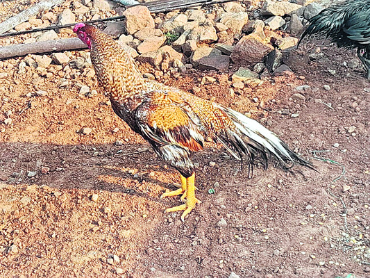 పందెం కో ‘ఢీ’!2