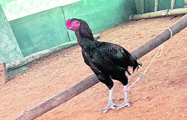 పందెం కో ‘ఢీ’!4