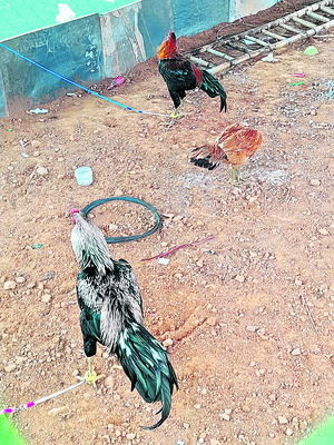 పందెం కో ‘ఢీ’!3