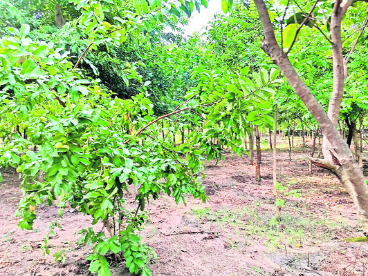 చారిత్రక ద్వీపంలో చిట్టడవి!2