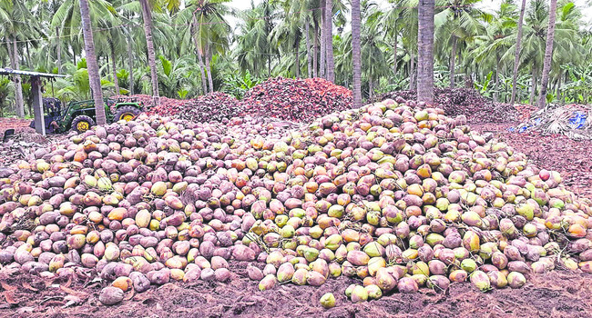 సాయం లేక.. సాగలేక..!3