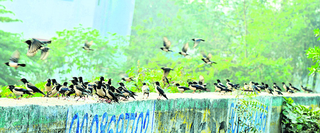 ●మంచు కురిసే వేళలో.. 1