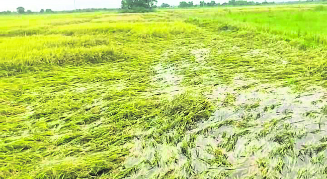 ●యూరియా కోసం పాట్లు.. 3