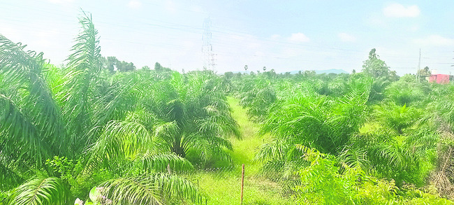 అప్పులే మిగిలాయి6